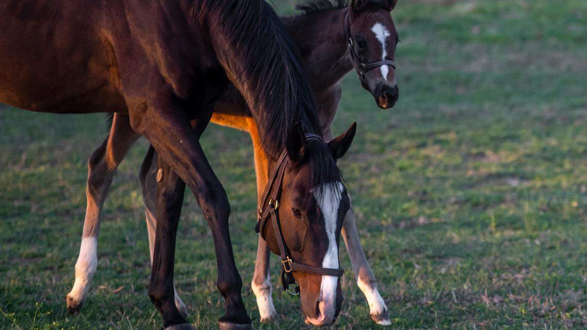 Where 2024’s Kentucky Derby contenders were born and how they made it to Churchill Downs