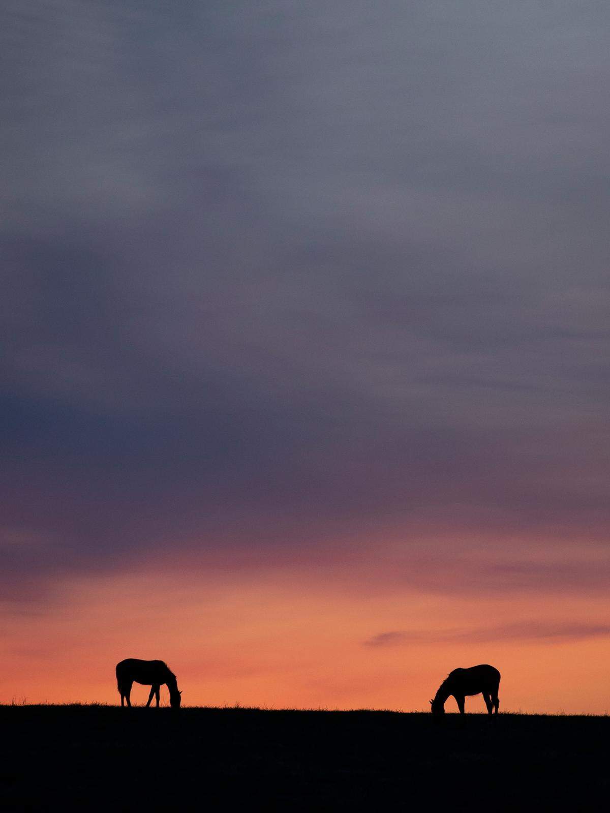Eighteen of this year’s 20 Kentucky Derby contenders were born in the Bluegrass.
