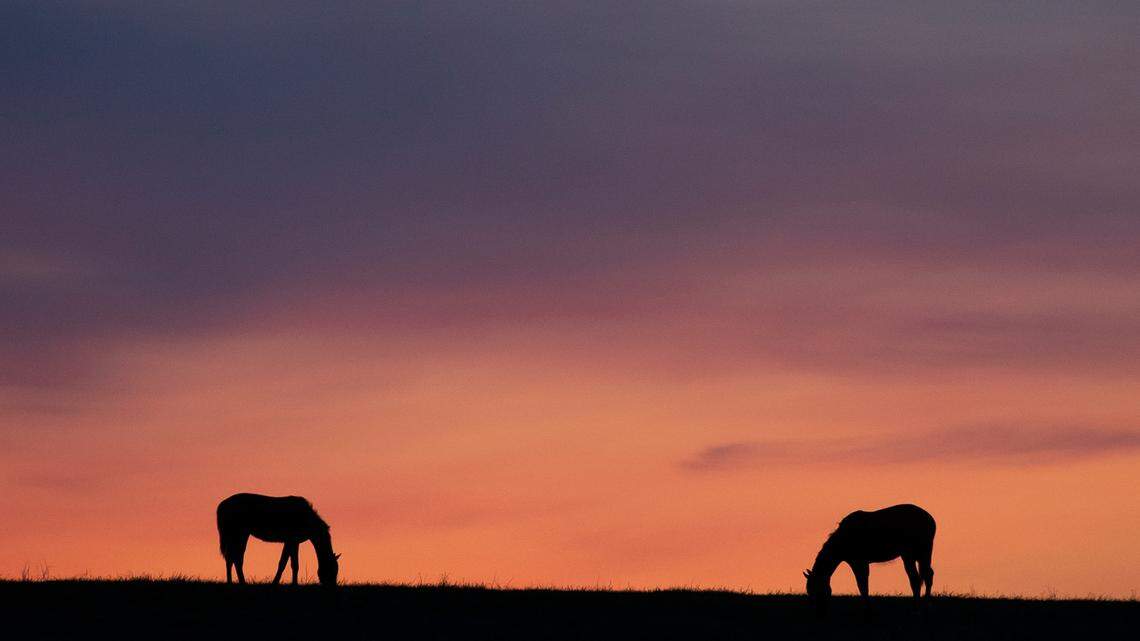 Horses graze in a field before sunrise at Mill Ridge Farm in Fayette County, Ky., on Tuesday, April 25, 2023.