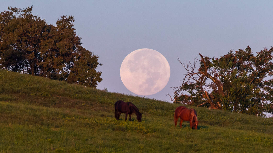 A buck moon, followed by a popular meteor shower. When to see them from Kentucky soon