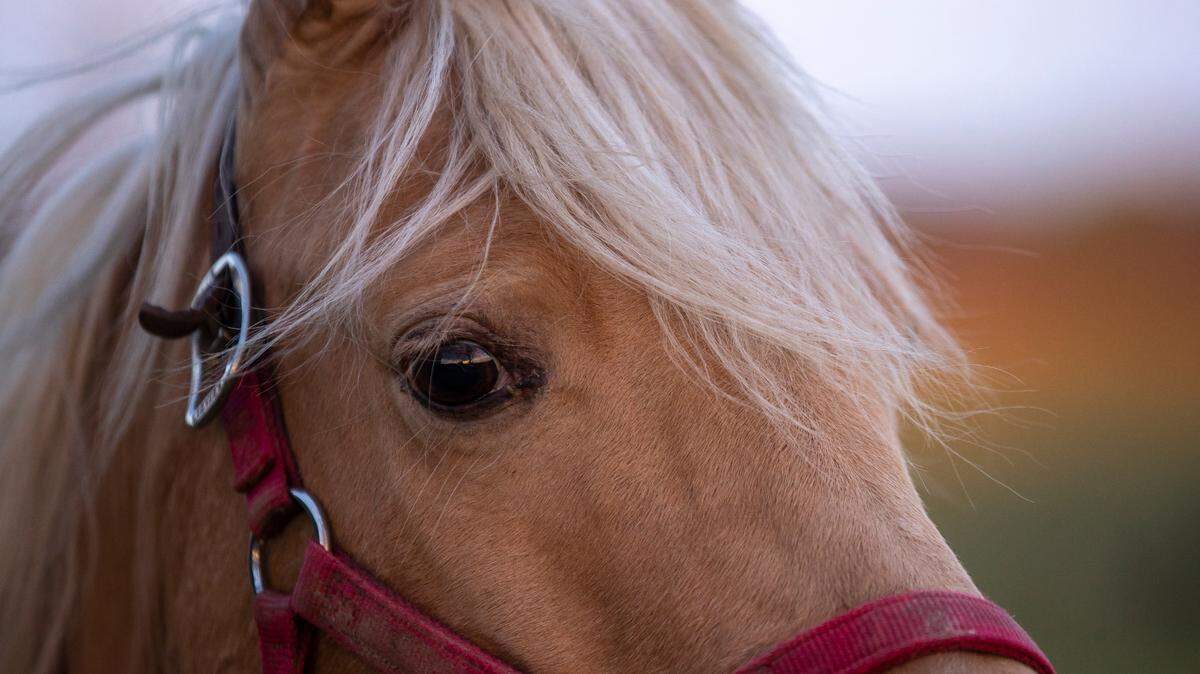 A horse stands in a field at Mill Ridge Farm in Fayette County, Ky., Tuesday, April 25, 2023. U.S. News & World Report recently ranked Lexington a top place to live in the U.S.