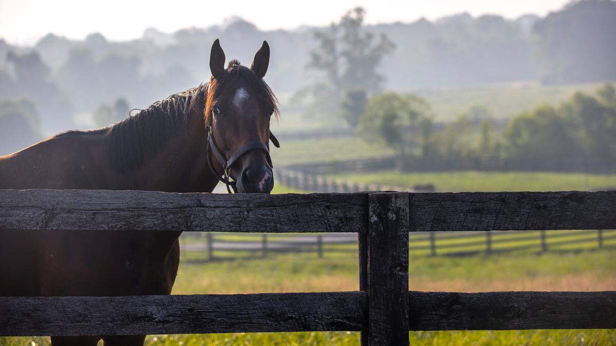 A horse stands in a field in Scott County.