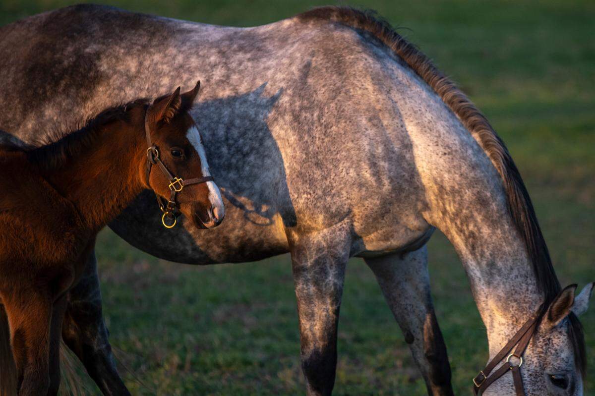 This year’s “also-eligible” contenders for the Kentucky Derby only gain entry to the field if members of the original 20 are scratched before 9 a.m. Friday.