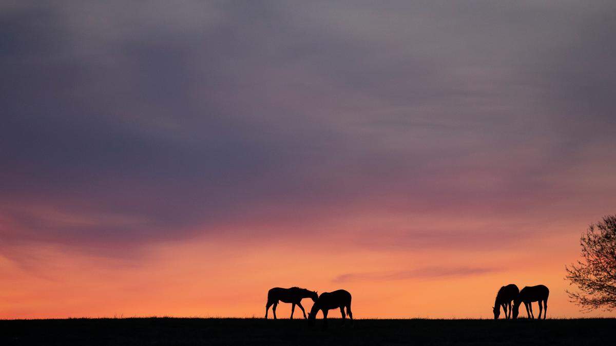 Horses graze in a field before sunrise at Mill Ridge Farm in Fayette County.