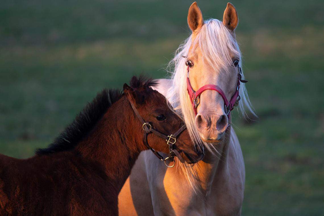 Horses stand in a field at Mill Ridge Farm in Fayette County, Ky., on Tuesday, April 25, 2023. Every year the Kentucky Derby field is made up primarily of horses foaled in Central Kentucky.