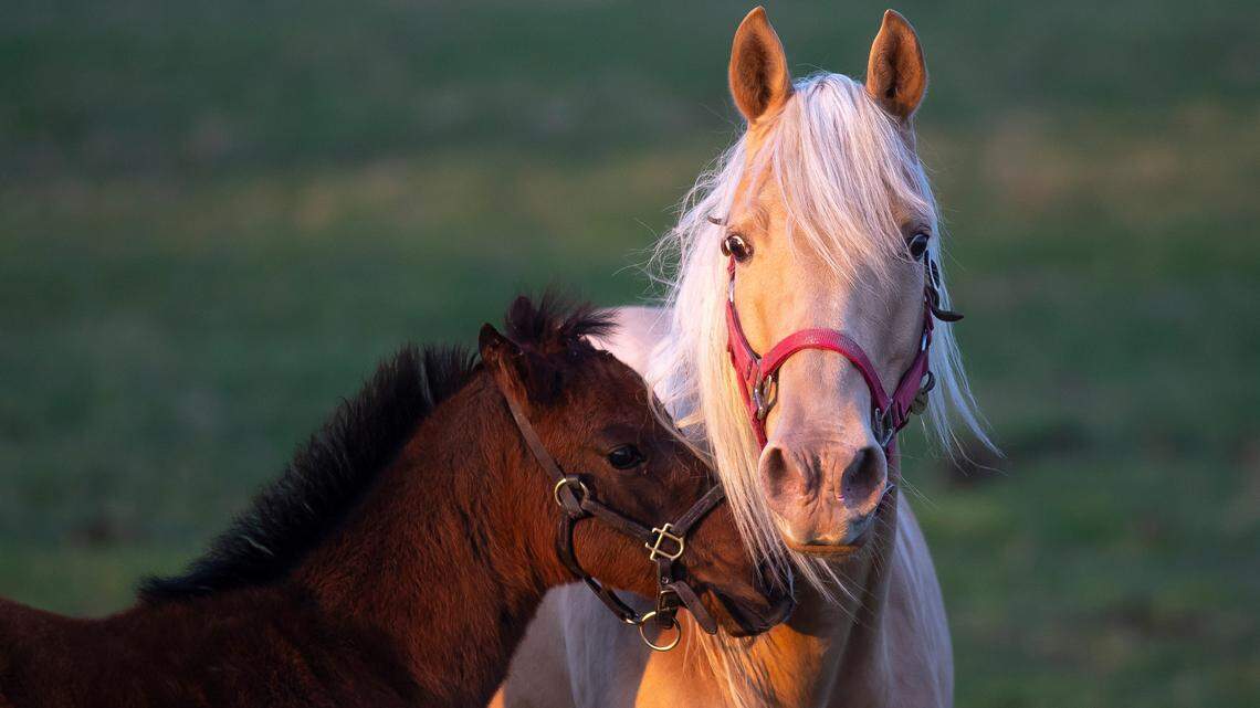 Where 2026 Kentucky Derby contenders were born, and how they made it to Churchill Downs