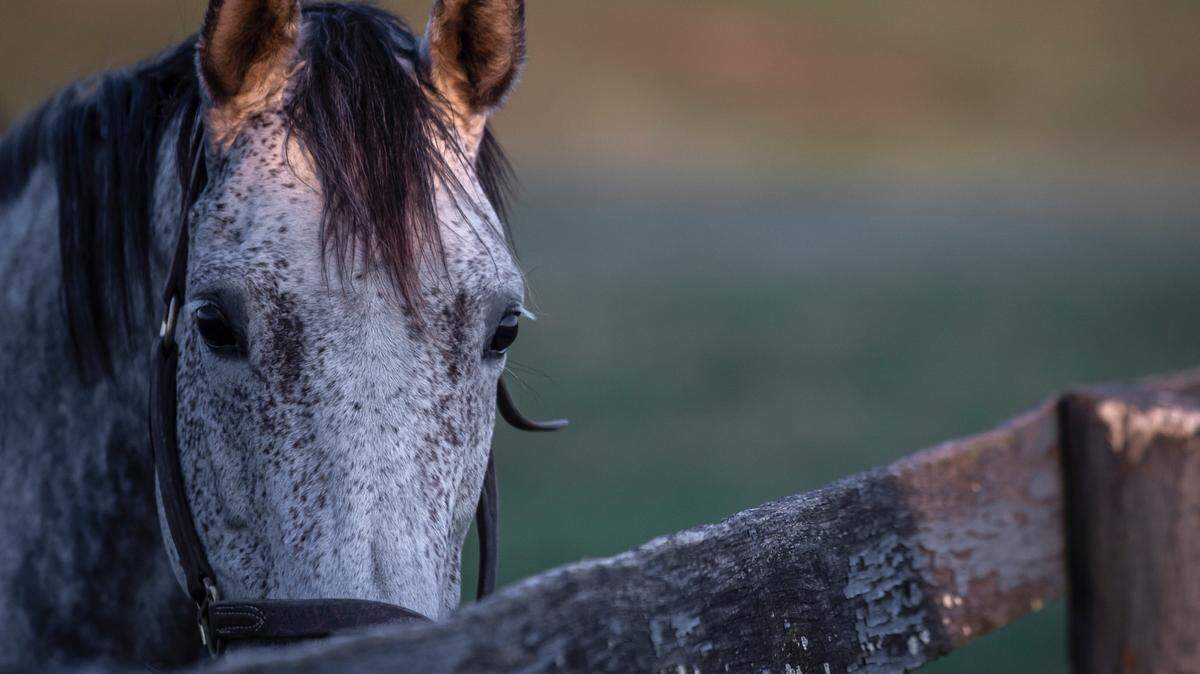 A horse stands in a field at Mill Ridge Farm in Fayette County, Ky., Tuesday, April 25, 2023. Lexington recently made Forbes’ 2025 list of best affordable places to retire in the U.S.