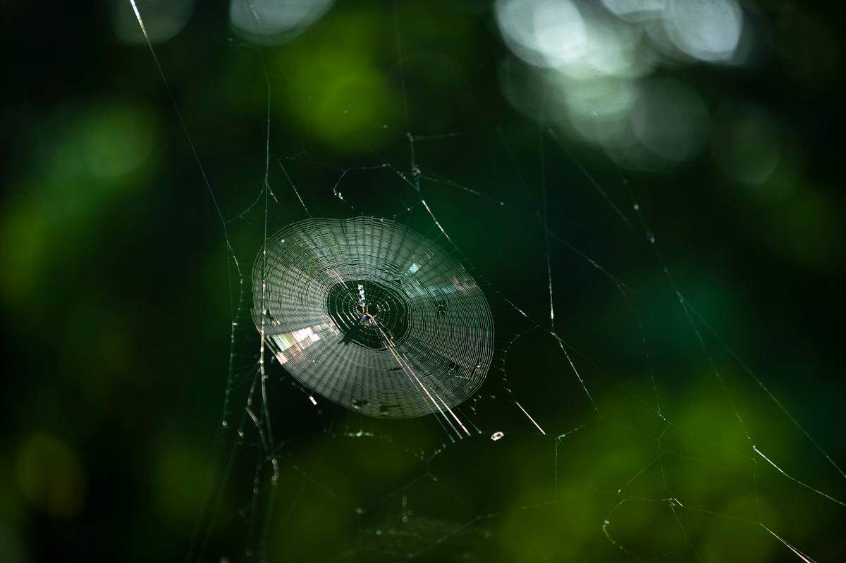 A spider web is photographed at the the Arboretum, State Botanical Garden of Kentucky, on the University of Kentucky campus on Tuesday, Aug. 1, 2023.