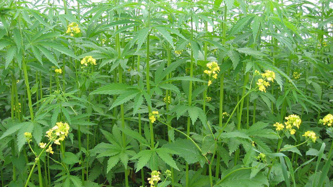 Industrial hemp in Manitoba, Canada. The yellow flowered plants are volunteer canola ( meaning the field was sown to canola the previous year and these are plants that grew from seed that fell on the ground at harvest.) Laura Rance/Manitoba Co-operator