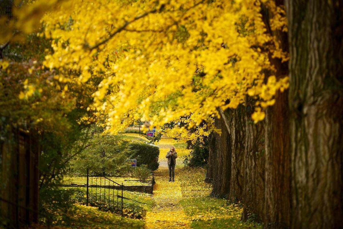Debra Booker, of Lexington, photographs the ginkgo trees along Catalpa Road Friday in Lexington in November 2018.