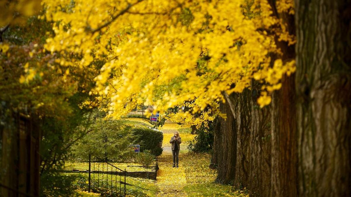 Debra Booker, of Lexington, photographs the ginkgo trees along Catalpa Road Friday in Lexington. “It’s like you gotta get it just right. I was thinking OK it’s gonna get really cold and if they all freeze they’re all gonna fall so I wanted to get some pictures.”