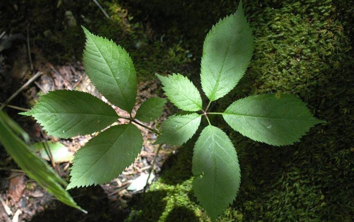 Ginseng harvesting banned in Daniel Boone National Forest for 2017