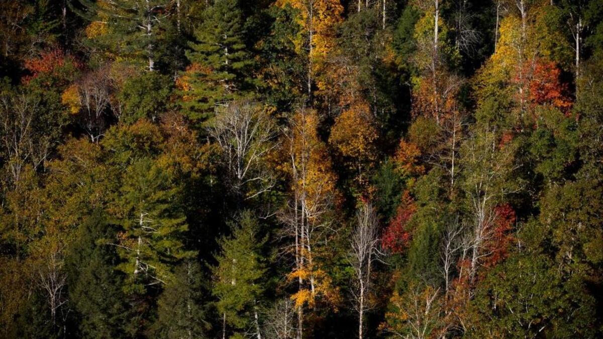 Plant for the Planet grants from Louisville Gas and Electric Company and Kentucky Utilities Co. are available through Dec. 1. Organizations can qualify for tree-planting grants up to $5,000.