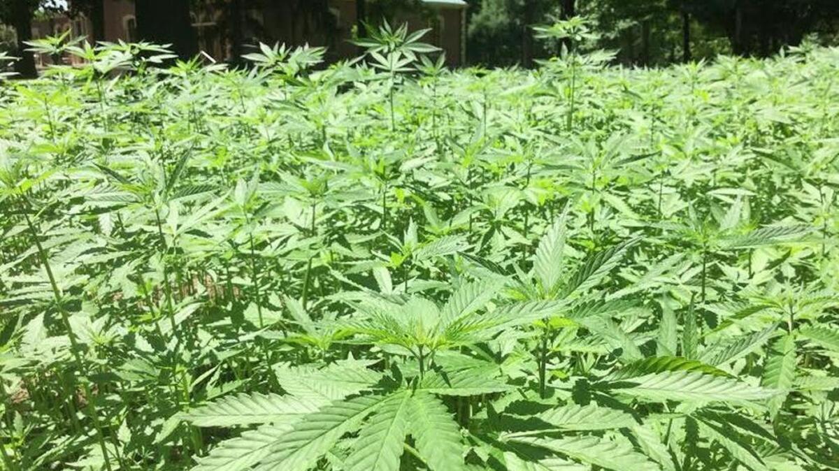 Hemp is growing again at Ashland, the Henry Clay Estate, in cooperation with the University of Kentucky and United Hemp Industries. Hemp was the primary cash crop at Ashland in the 19th century, but the federal government banned it for decades because of its association with marijuana.