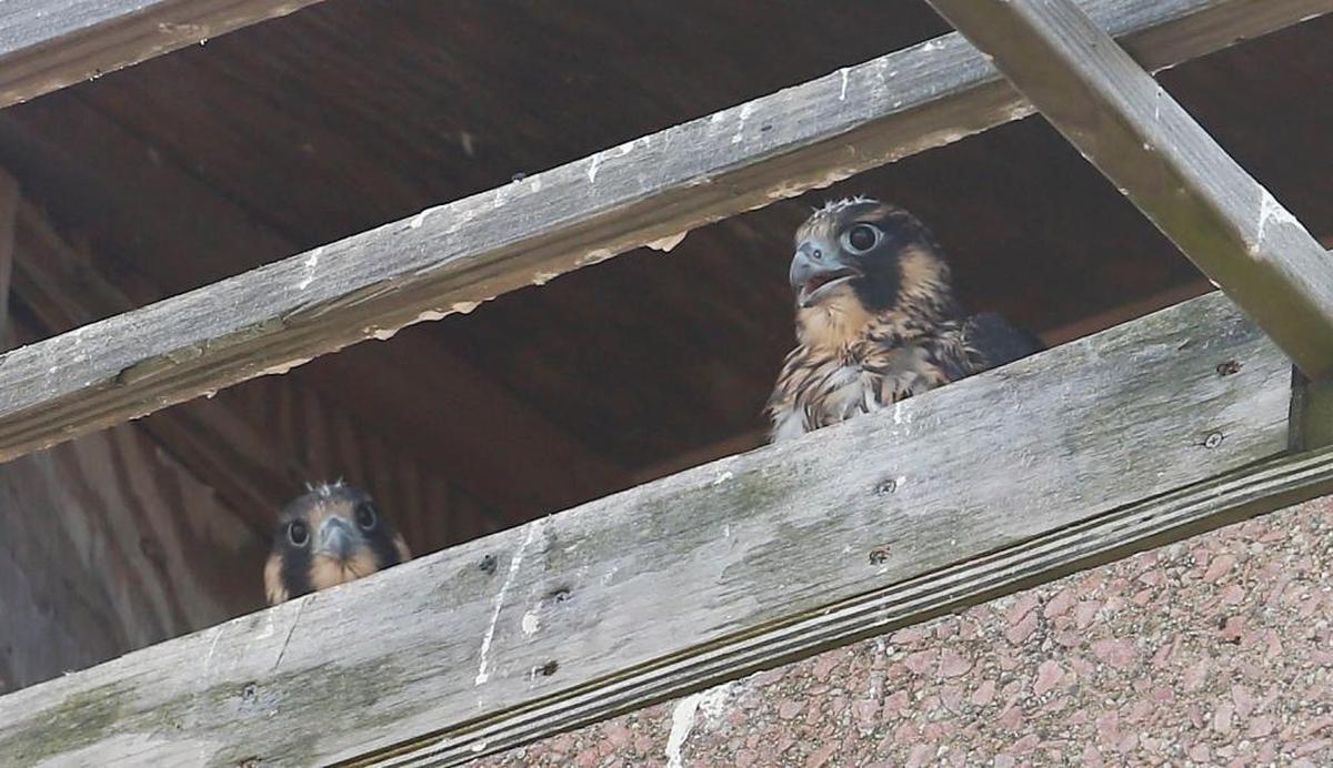 Two of the four fledglings rested in their nest boxes on the roof of 300 West Vine, also known as the Central Bank Building, in Lexington, Ky., Wednesday, May 31, 2017. Loren Taylor, a non-game avian biologist with Kentucky Department of Fish and Wildlife Resources has been monitoring the 2 adult falcons and their 4 fledglings. The Lexington pair are one of 17 known pairs of peregrine falcons in Kentucky.