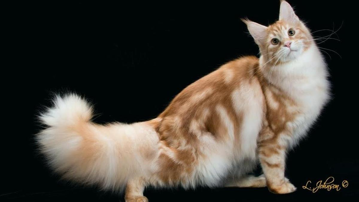 The Cat Fanciers Association All-breed Cat Show and Agility Competition is Saturday and Sunday at Kentucky Indoor Sports, 404 Sporting Court, off West Reynolds Road near Meijer.