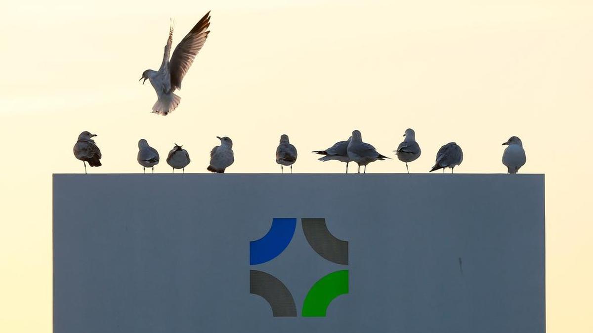 Ring-billed gulls perched on the sign for Southland Christian Church on Richmond Road. Every year about Christmastime, flocks of migrating gulls can be seen in the church’s parking lot and in various reservoirs along Richmond Road.