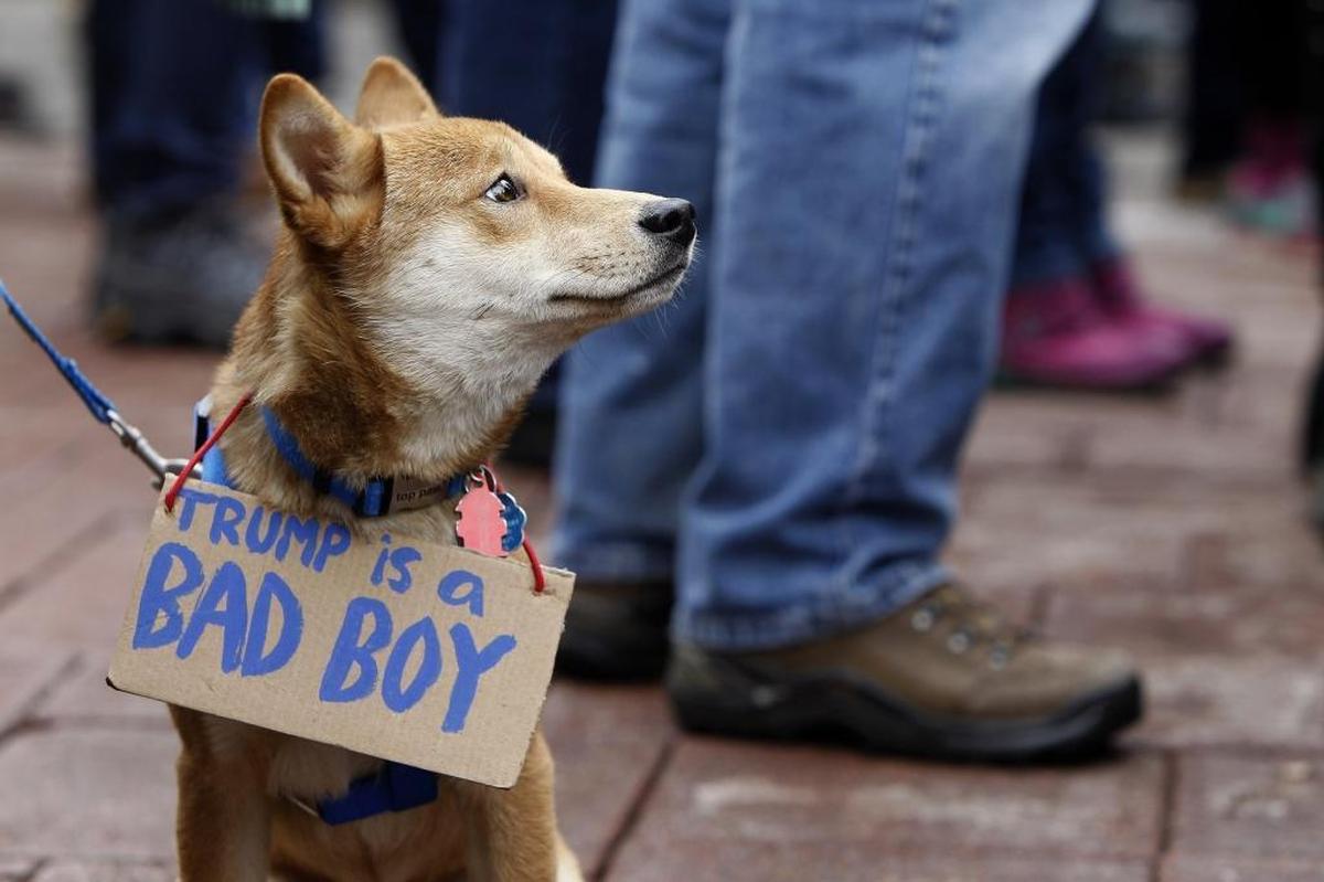 A dog sported a political sign during the Lexington women’s rally.