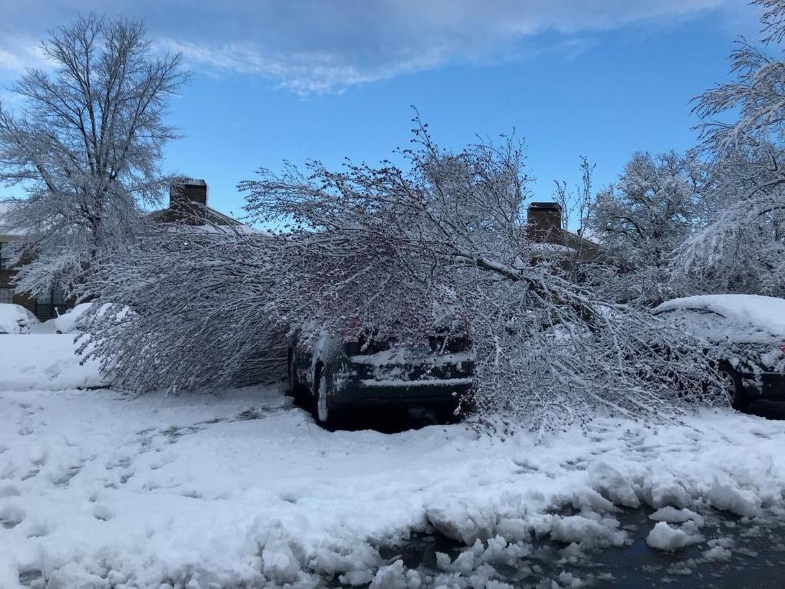 Heavy snow caused a tree to fall on a car at Park Place Apartments on Tates Creek Road Monday morning.