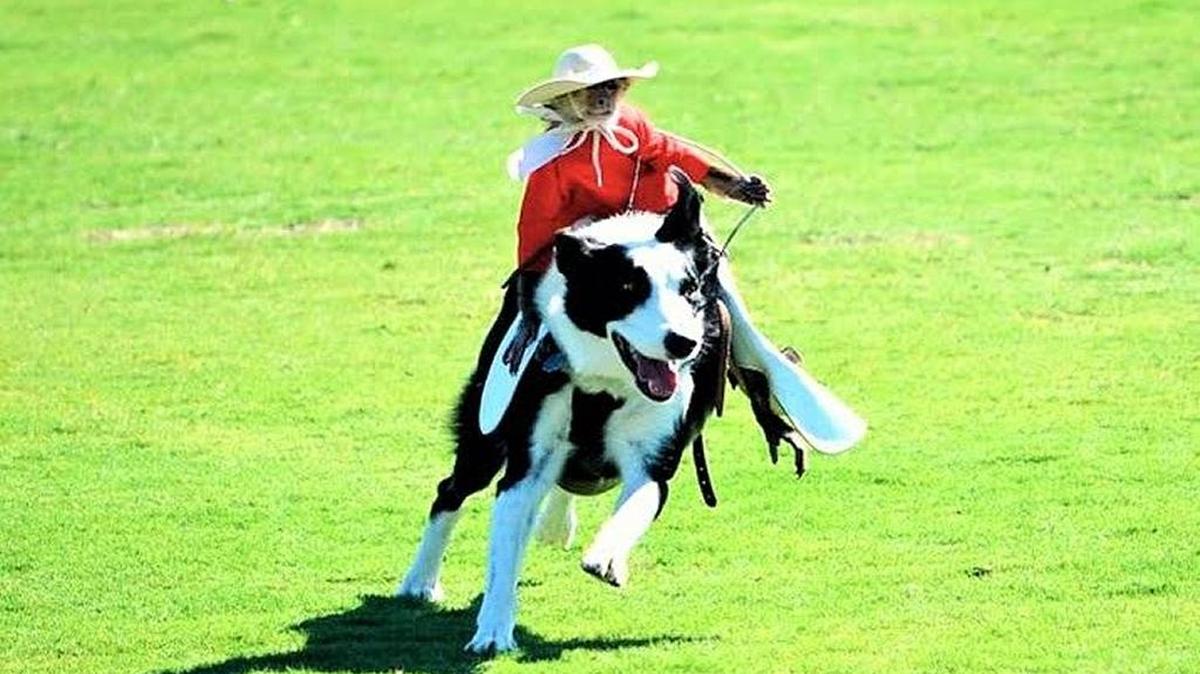 Whiplash, the Cowboy Monkey, will provide half-time entertainment at the Cowboy Up for a Cure rodeo on April 8.