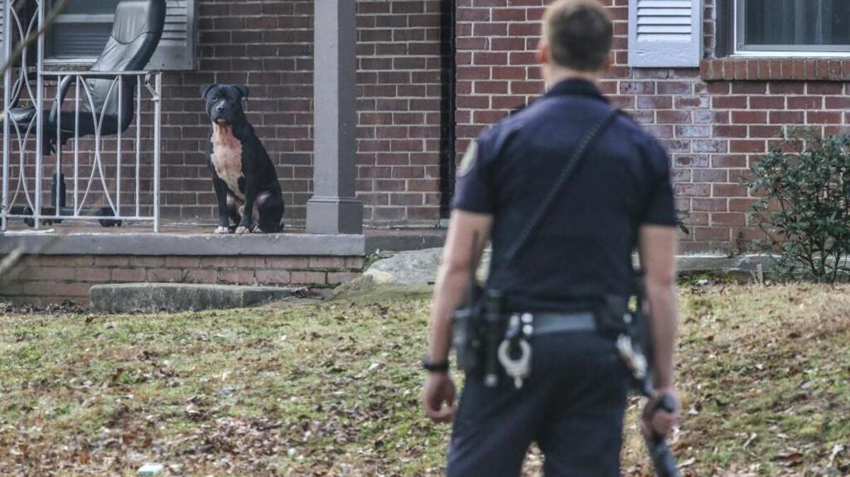 A police officer cornered one of two pit bulls that killed a child and injured another Tuesday in Atlanta. There have been no reports of people killed by dogs in recent years in Lexington.
