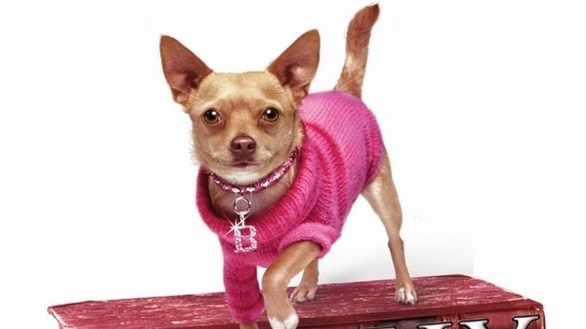 Just like the movie, “Legally Blonde The Musical” features a dog named Bruiser.
