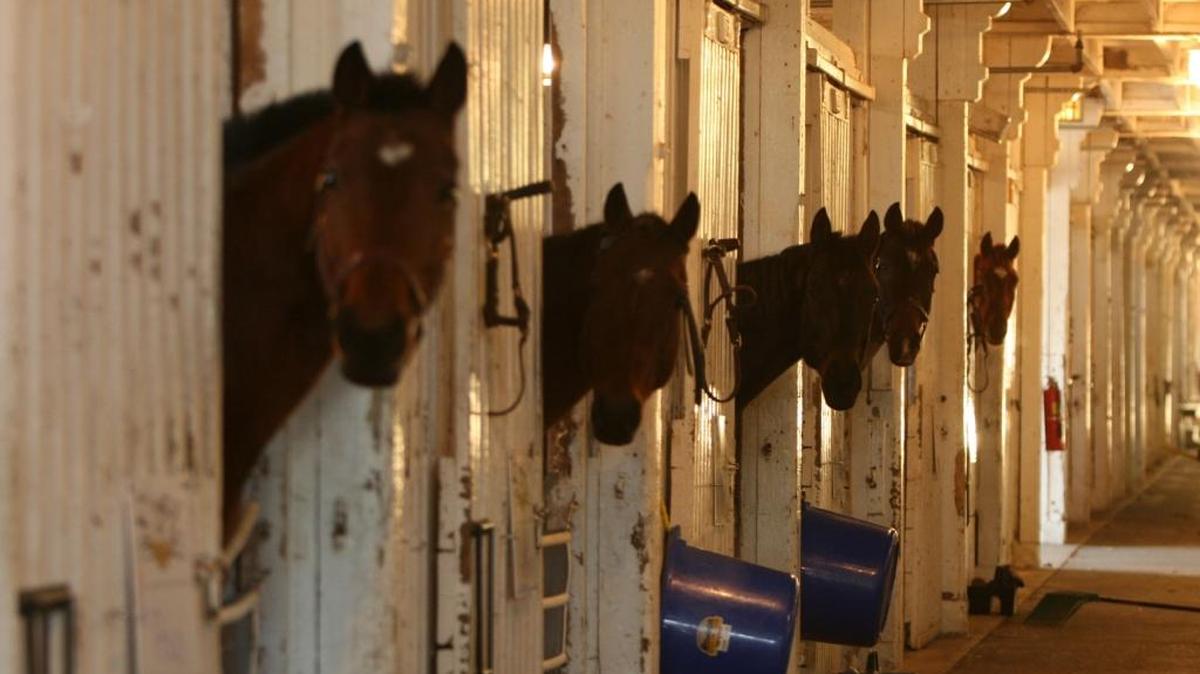 A new nonprofit called Race Street Riders, founded by Brittany Thompson, sponsors riding lessons for inner city children who can’t afford them.