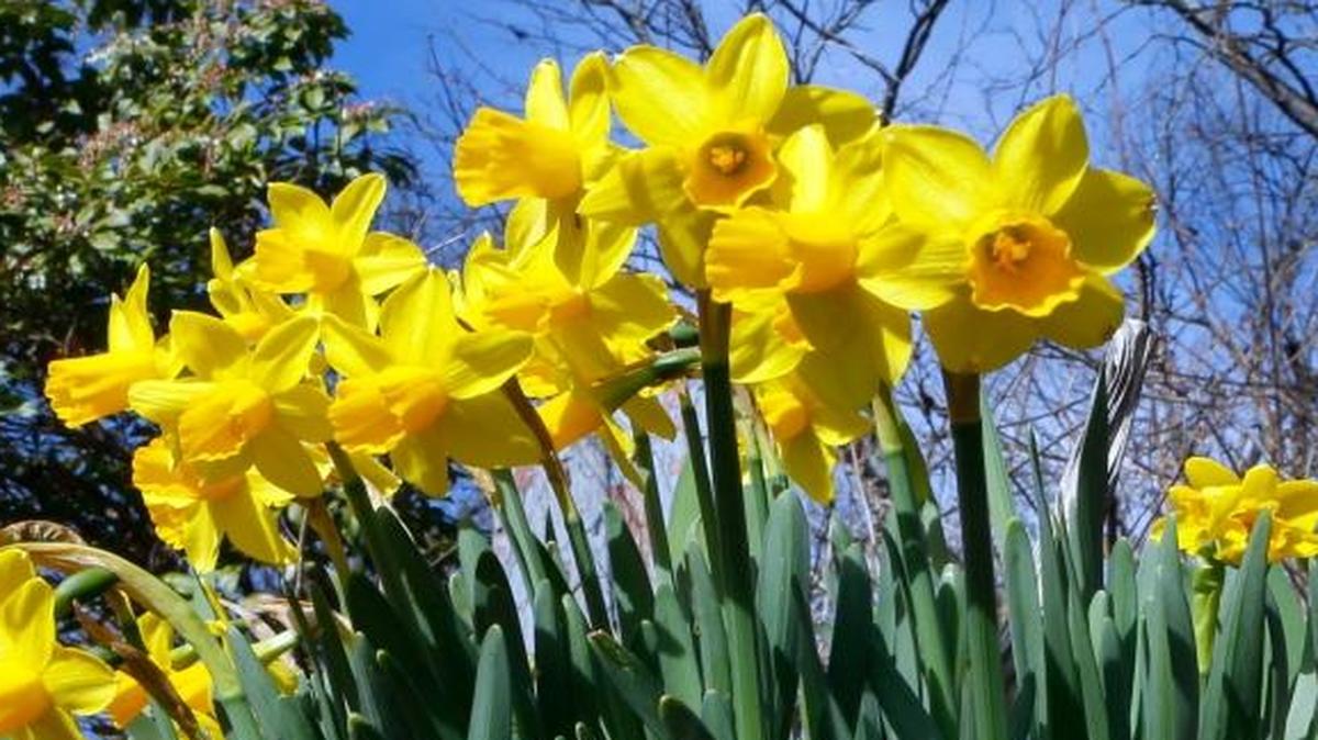 Even though these daffodils were in back on February 24, the official first day of Spring is Monday.