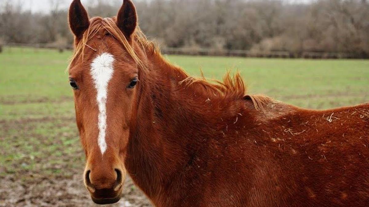 A horse