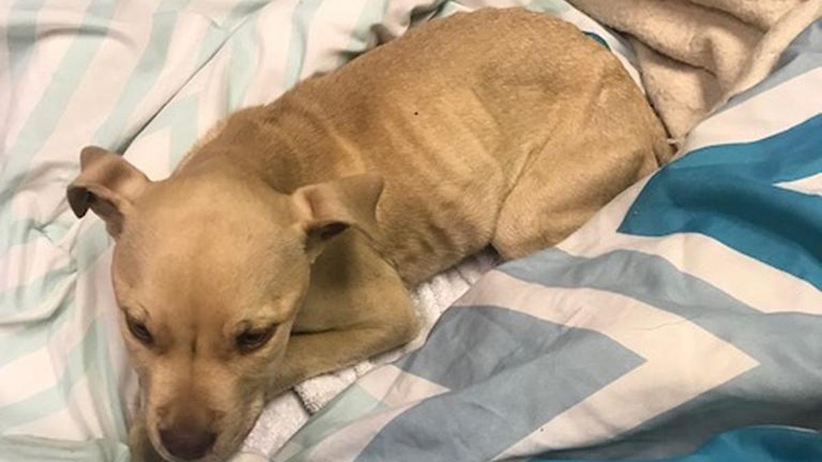 A pit bull puppy found in a tied trash bag is recovering. Now Lexington-Fayette Animal Care and Control is looking for the person who abandoned it.