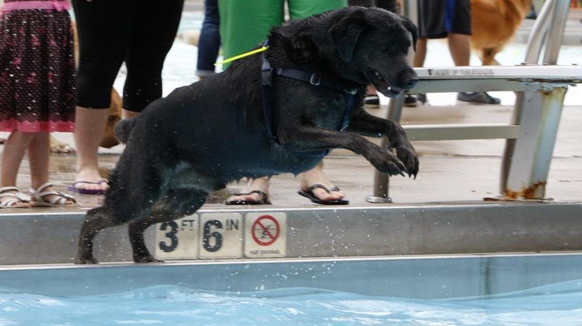 This year’s Doggie Paddle at Woodland Aquatic Center takes place Saturday.