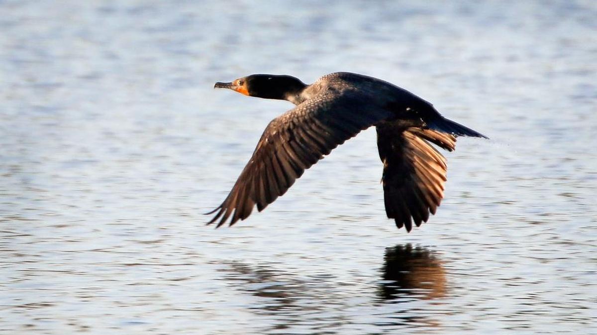 A cormorant took flight over the Jacobson Park reservoir on Tuesday.
