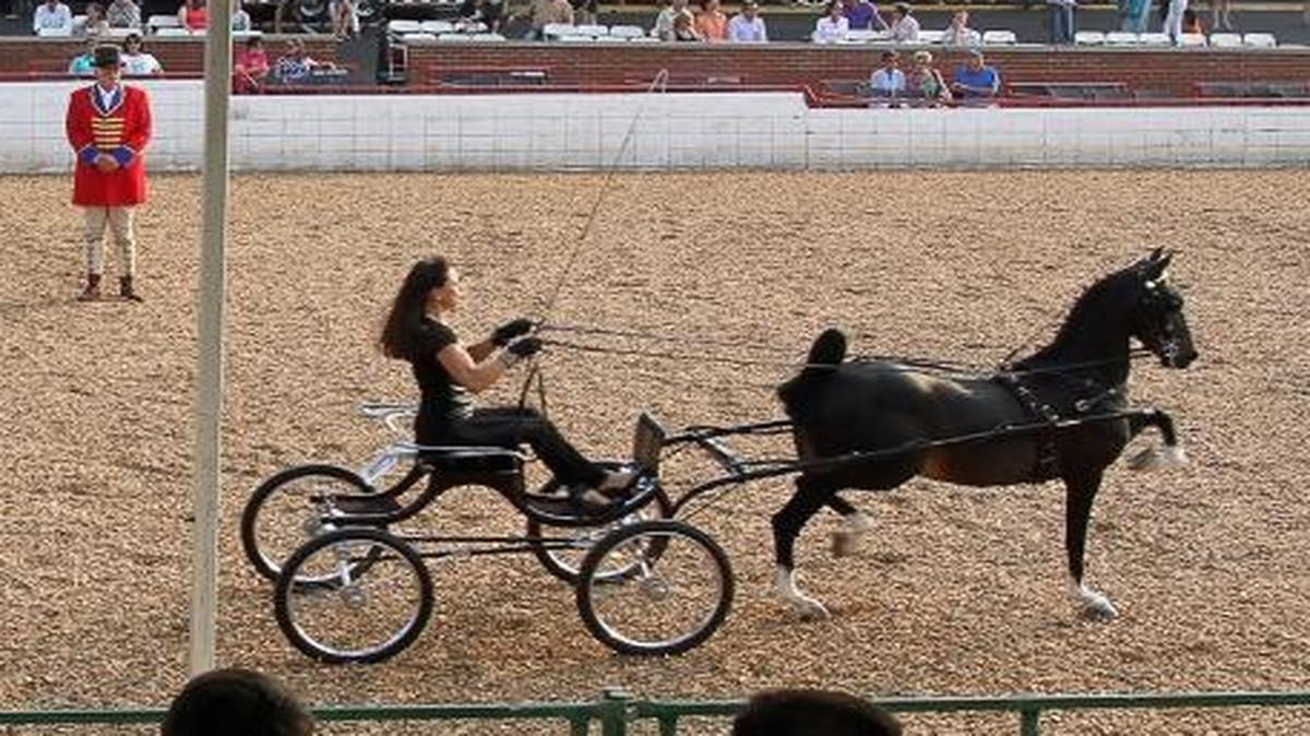 Spectators watched as Linda Quinn drove Follow Suit around the ring during the Amateur Hackney Pony Stake class of last year’s Junior League Charity Horse Show. This year’s show runs through Saturday.