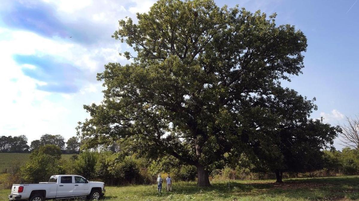 Doug Witt, left, and his niece, Laura Greenfield, gather acorns from Babe, a giant, centuries-old bur oak on Oakland Farm, which has been in their family since 1876. They grow and sell small trees propogated from those acorns and hope to expand to grow seedlings of famous heritage trees from throughout Central Kentucky.