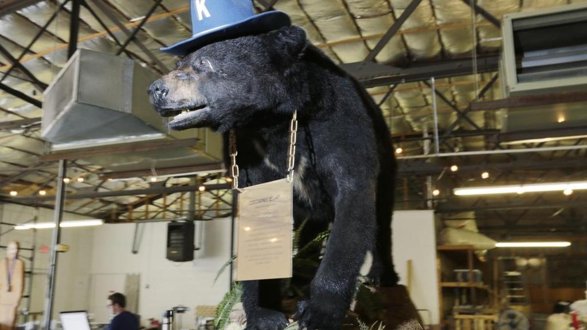 Cocaine Bear on display at the Kentucky Fun Mall on Bryan Avenue in Lexington.