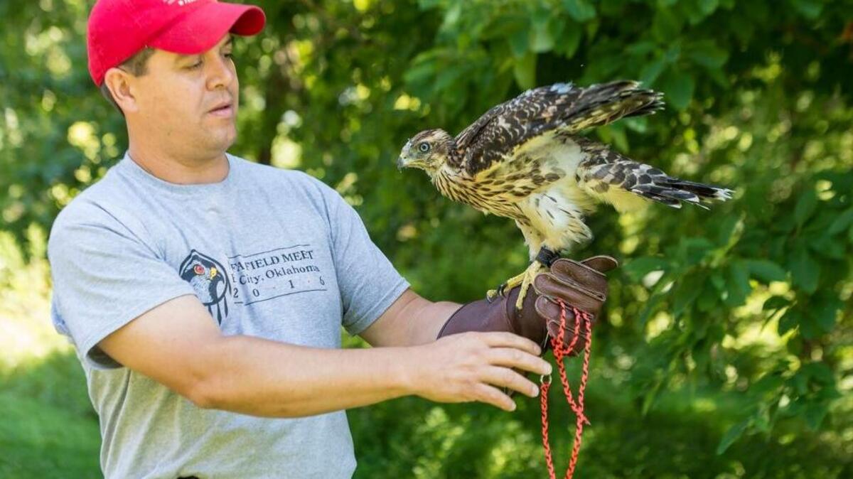Randy Bennett of Mooresville, Ind., showed off his female goshawk, Slick, who is about eight weeks old, at a falconers’ picnic. Falconry enthusiasts interested in reviving the Kentucky Falconers Association gathered July 15 for a picnic at Taylorsville Lake State Park.