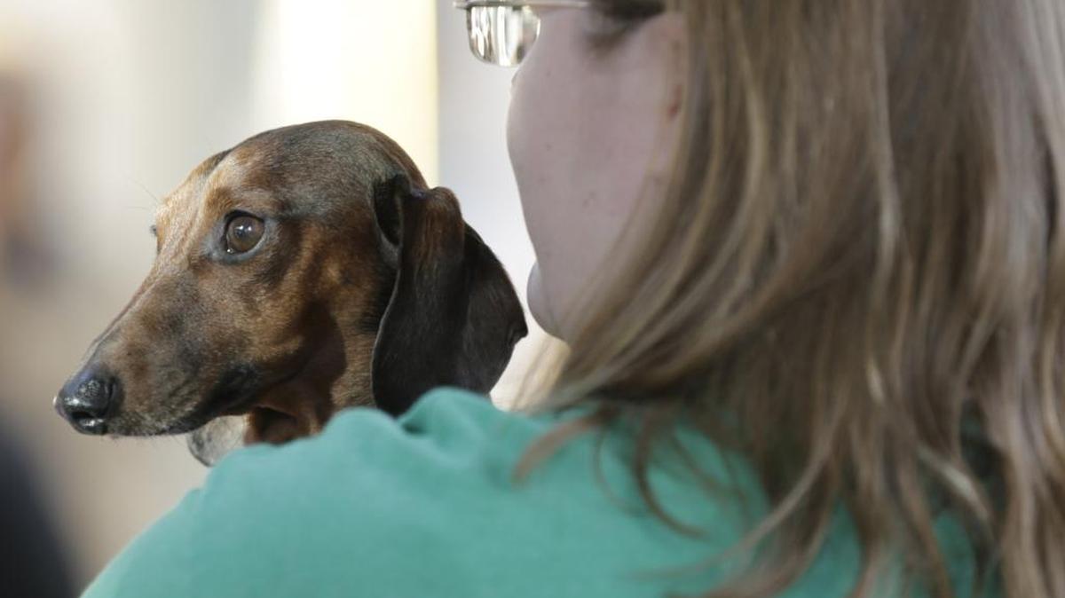 Wilson the dachshund and Ashley Marcum represented the Lexington Humane Society as they waited for the Good Giving Challenge kick-off event at Fifth Third Pavilion in Lexington Tuesday. More than 120 nonprofits are in the Good Giving Challenge.