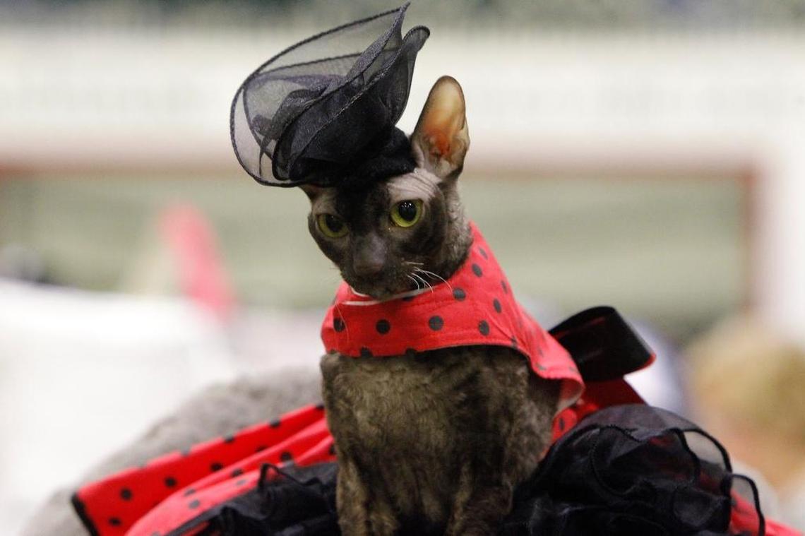 Gia, a 3-year-old Cornish Rex, is all gussied up by Kathy Pritchard of Virginia at the Triple Crown Cat Fanciers show at Kentucky Indoor Sports in Lexington, Ky., Sunday, July 9, 2017.