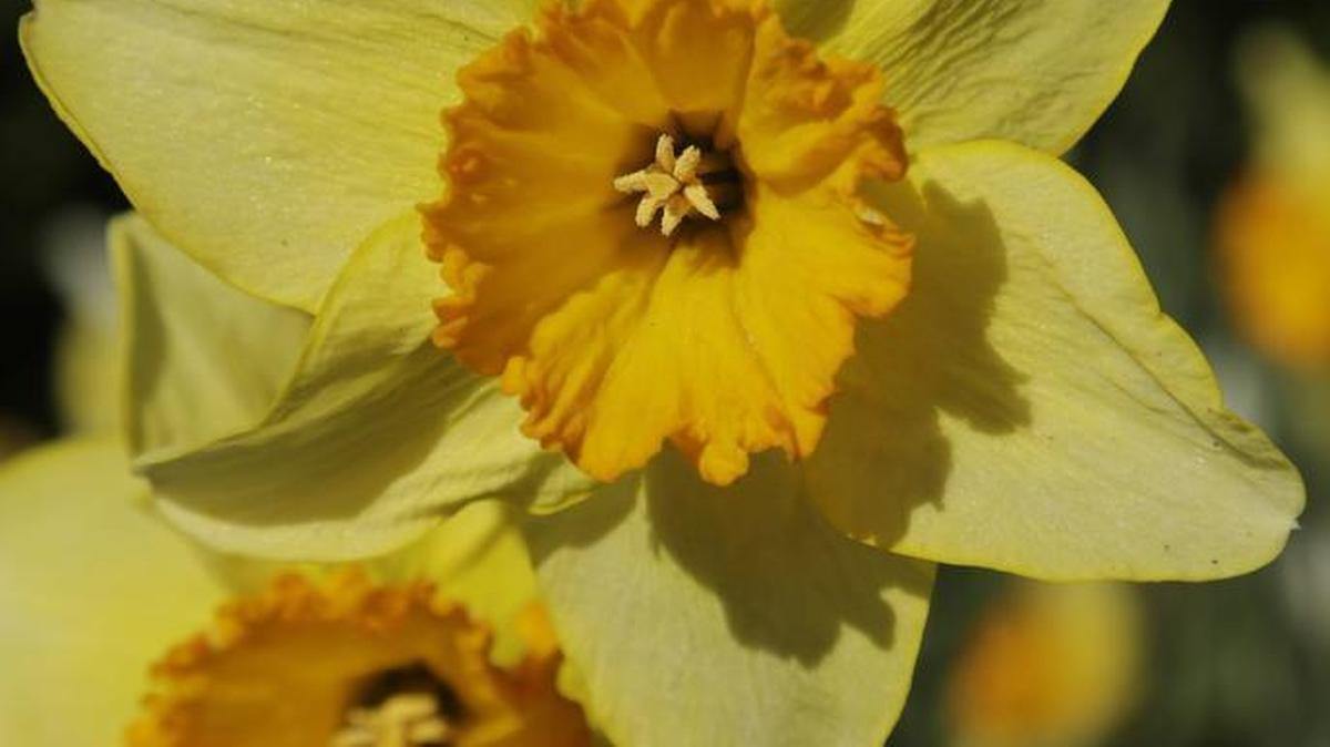 Daffodils in bloom at the University of Kentucky on Woodland Avenue in Lexington, Ky., on March 17, 2016.