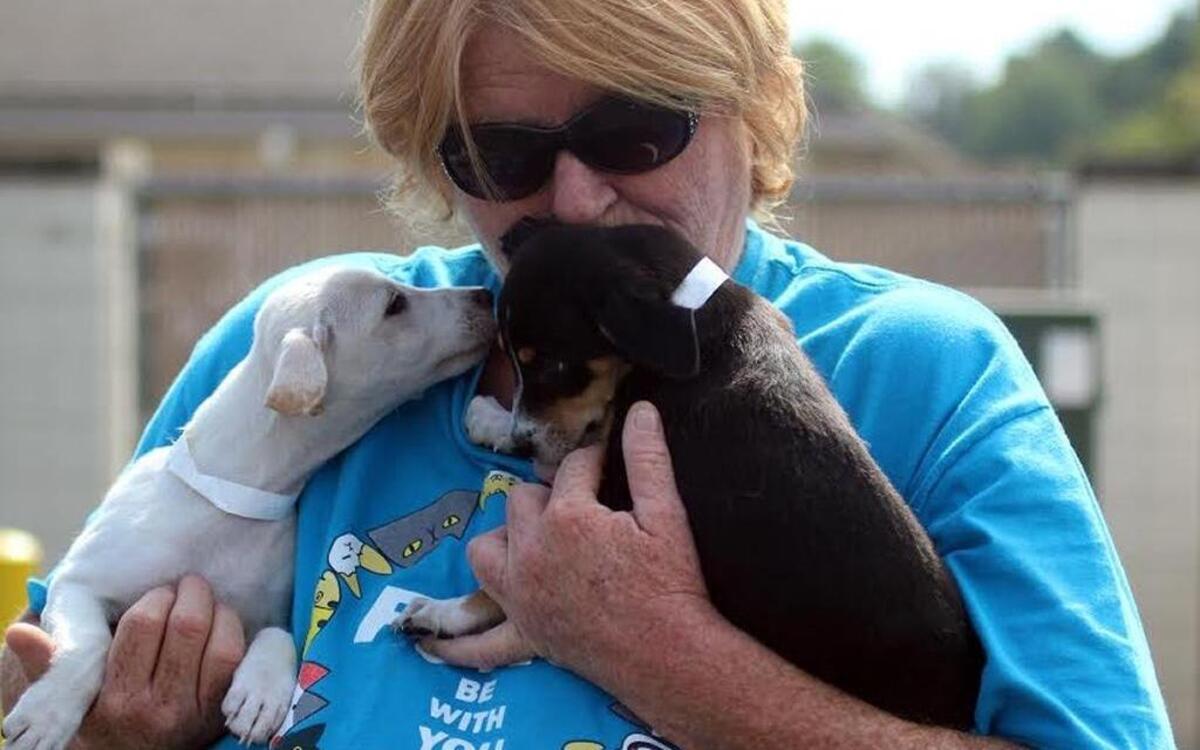 The Lexington Humane Society took in 24 dogs on Monday that were displaced by Hurricane Harvey in Texas.