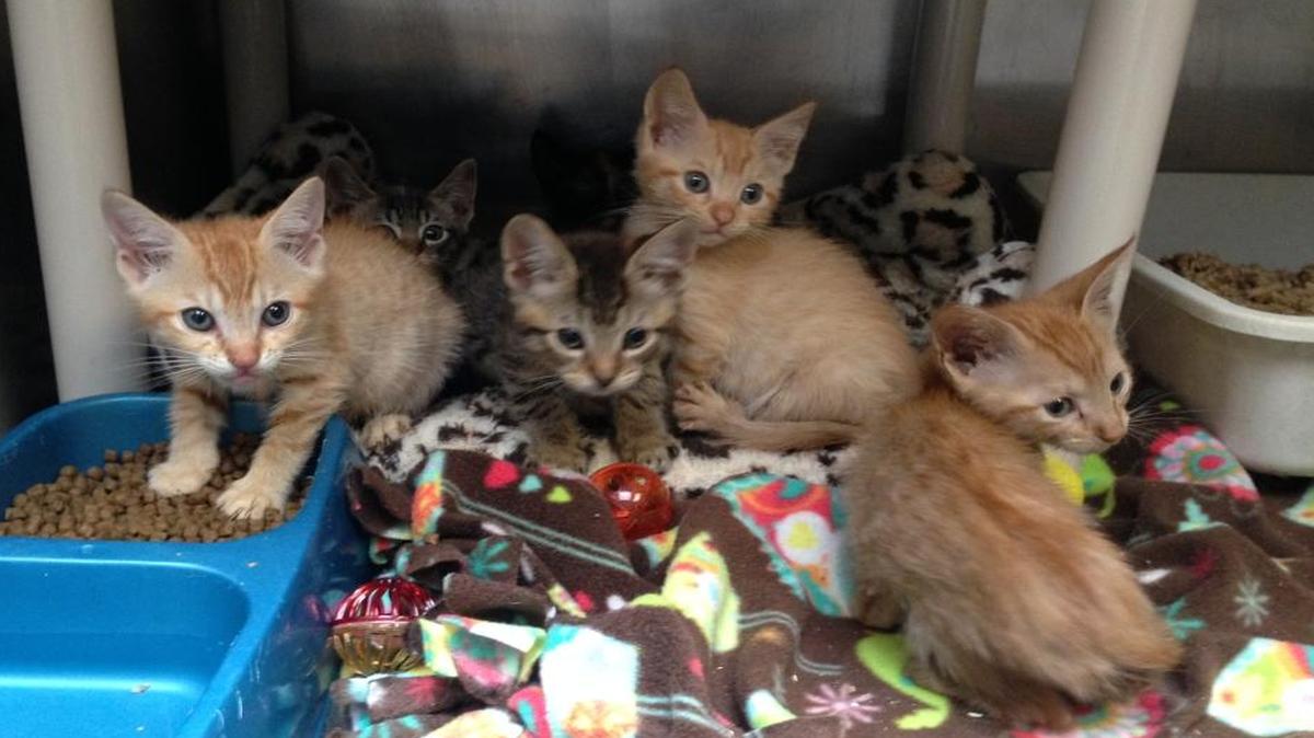 These kittens are among the 30 cats and kittens that were found Thursday in the parking lot of the Lexington Humane Society.