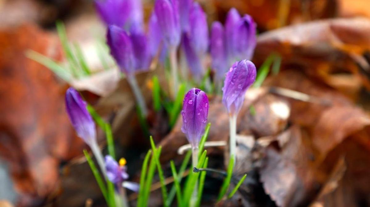 Blooming crocus in the Mathews Garden on the corner of South Limestone and Washington Ave. in Lexington, Ky.,Wednesday, February 24, 2016. According to the University of Kentucky website, the Garden is a 0.6 acre woodland garden that has been in existence since 1900 and is used by students for research and teaching. Asplundh foreman Richard Butcher said his company is cutting down 5 trees in the garden.