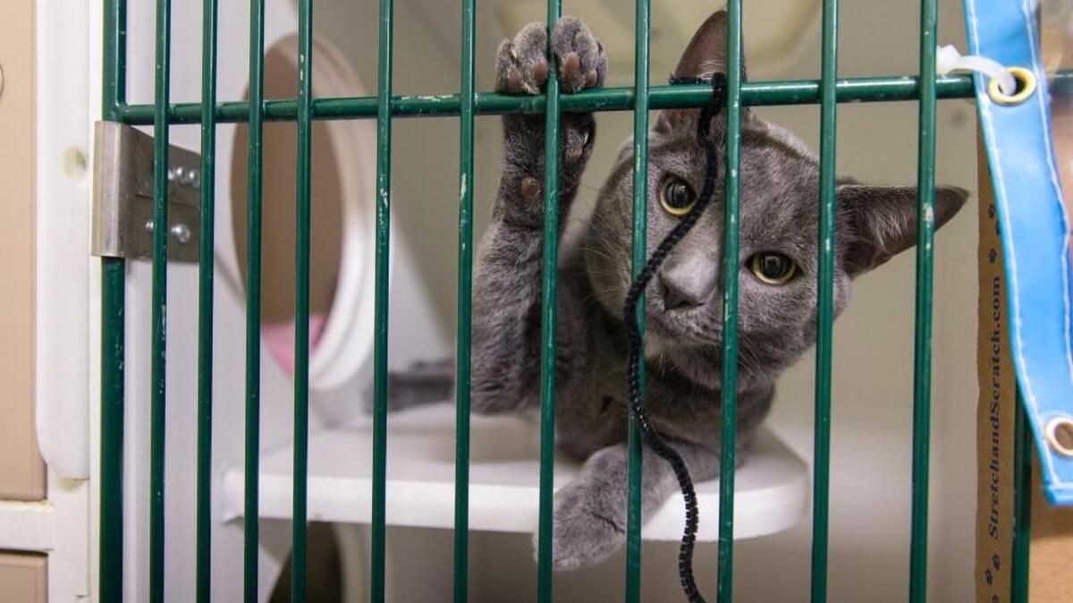 Homes were found for 764 pets overall as a result of a recent multi-state “Empty the Shelters Hurricane Relief” event.
