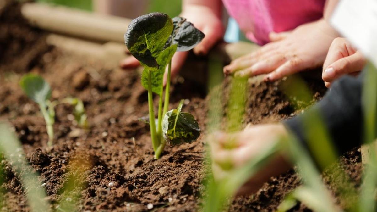 Children planted specialty lettuce at the Arboretum in Lexington, Ky., on March 30, 2016. The Little Sprouts program was held Wednesdays in March for children age 3-5.