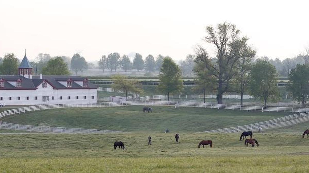 Horses grazed at Calumet Farm on Versailles Road near New Circle Road in Lexington, Ky., Friday, April 28, 2017.