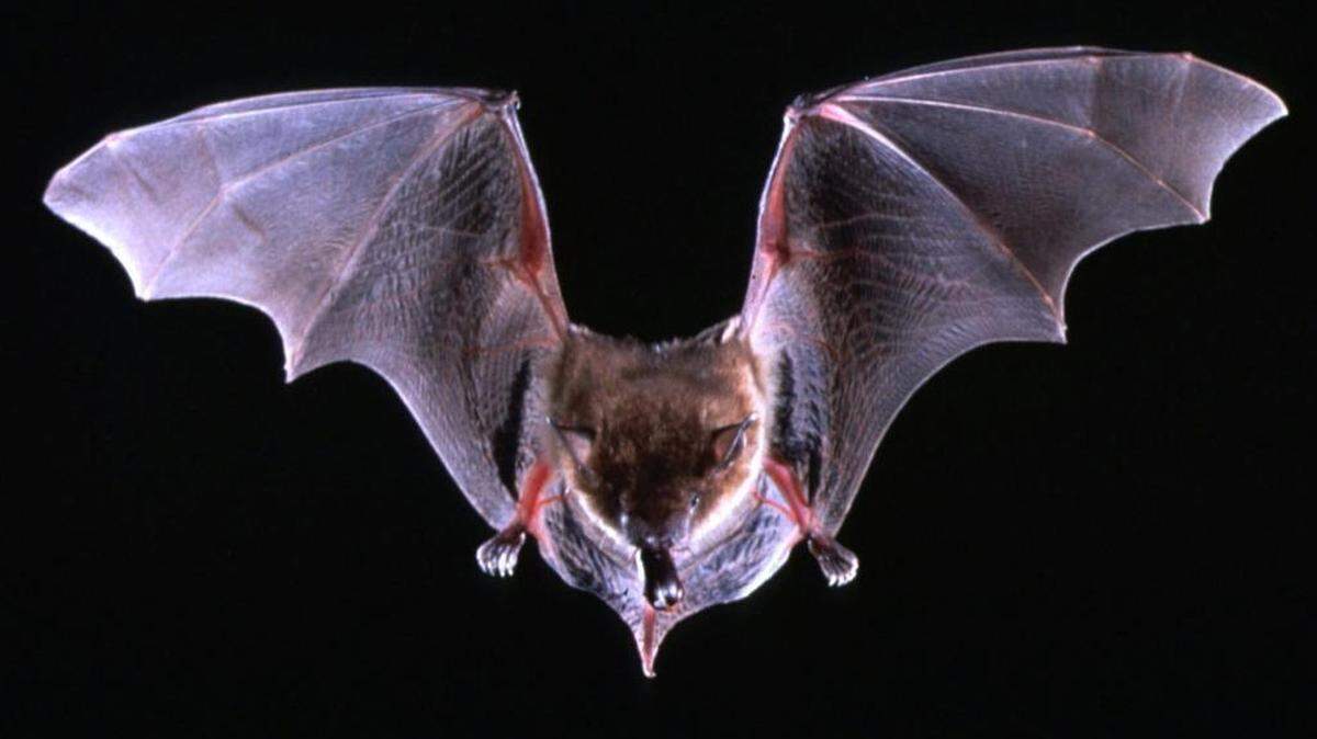 A big brown bat flies with a beetle in its mouth in this undated photo. The most common species of bat in the United States, the brown can be rabid but has rarely been linked with human cases of rabies.