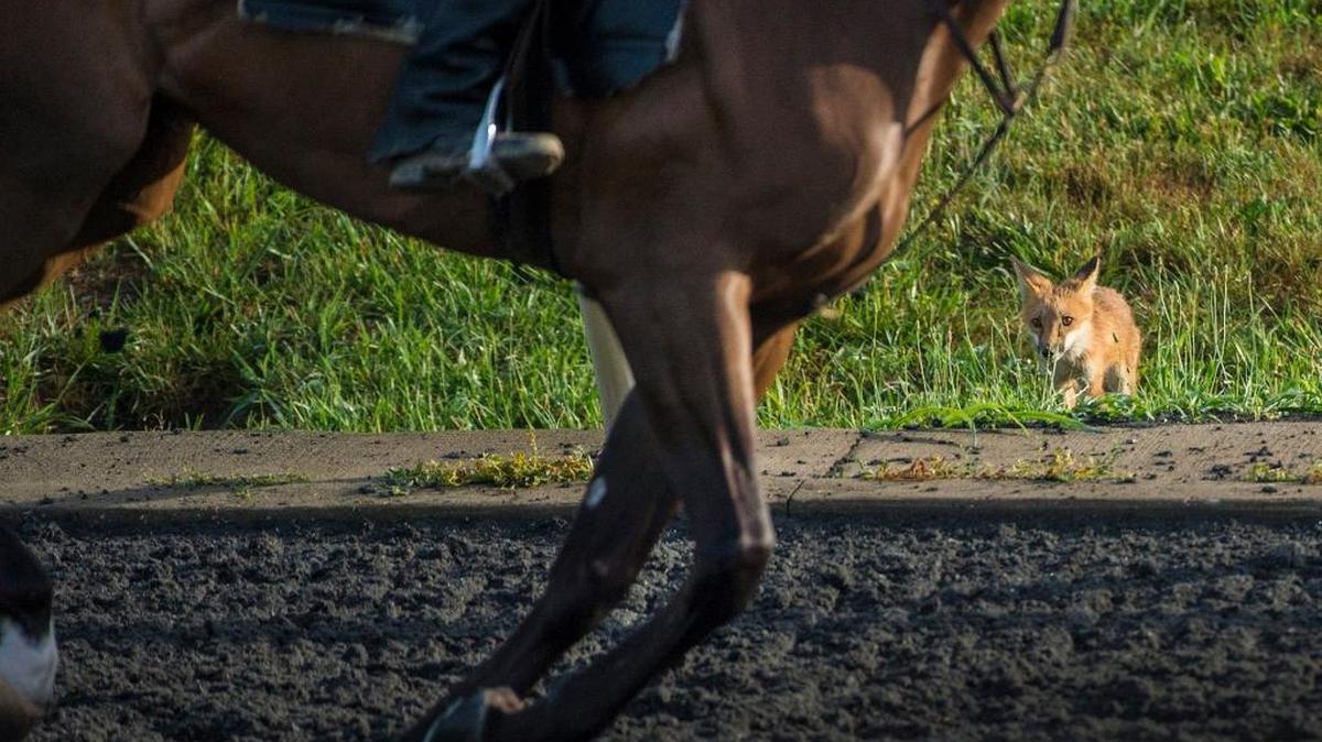 A family of red foxes can be seen early in the mornings at Keeneland. This fox was out and about near and on the training track the morning of June 24. Horse trainers say the foxes have not been a concern near their animals.