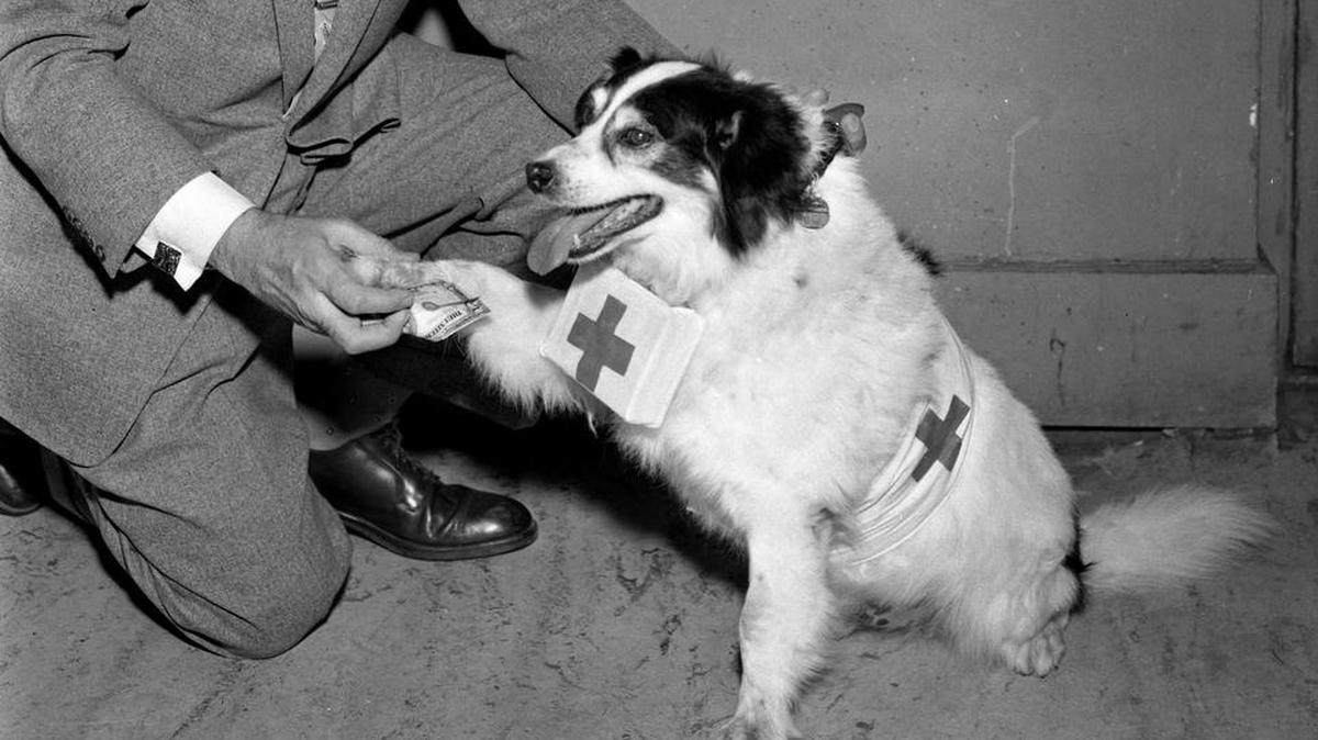 Smiley Pete is shown helping with the Red Cross fund as Paul Wisegarver makes a contribution. Published in the Lexington Herald on March 1, 1956.