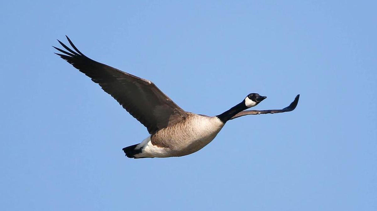 A Canada goose flew over the Jacobson Park reservoir.