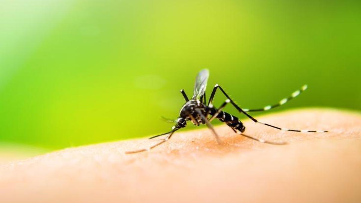The primary means of transmission of Zika is through the bite of an infected mosquito, the virus can also be spread by sexual contact and can be passed from mother to baby. The first case of Zika was identified in Fayette County recently.